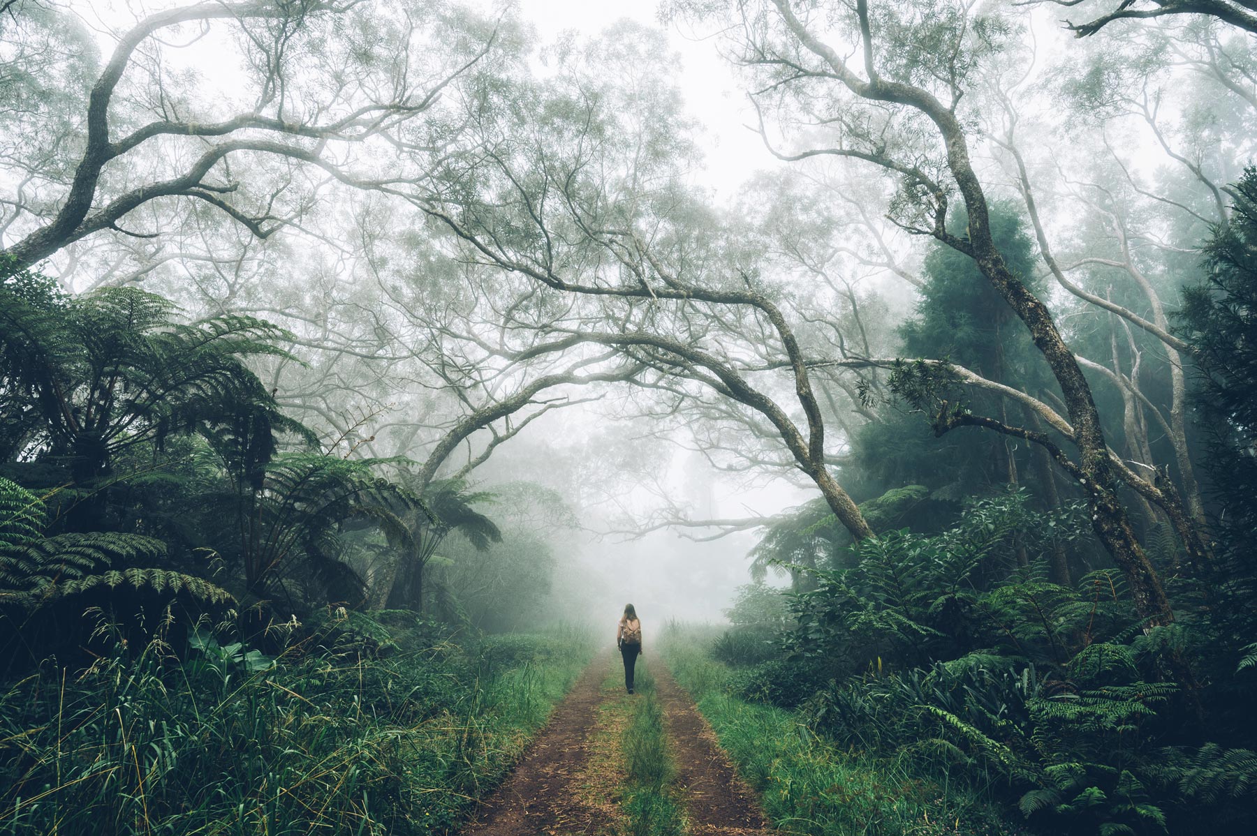 Bain de Forêt – Sylvothérapie