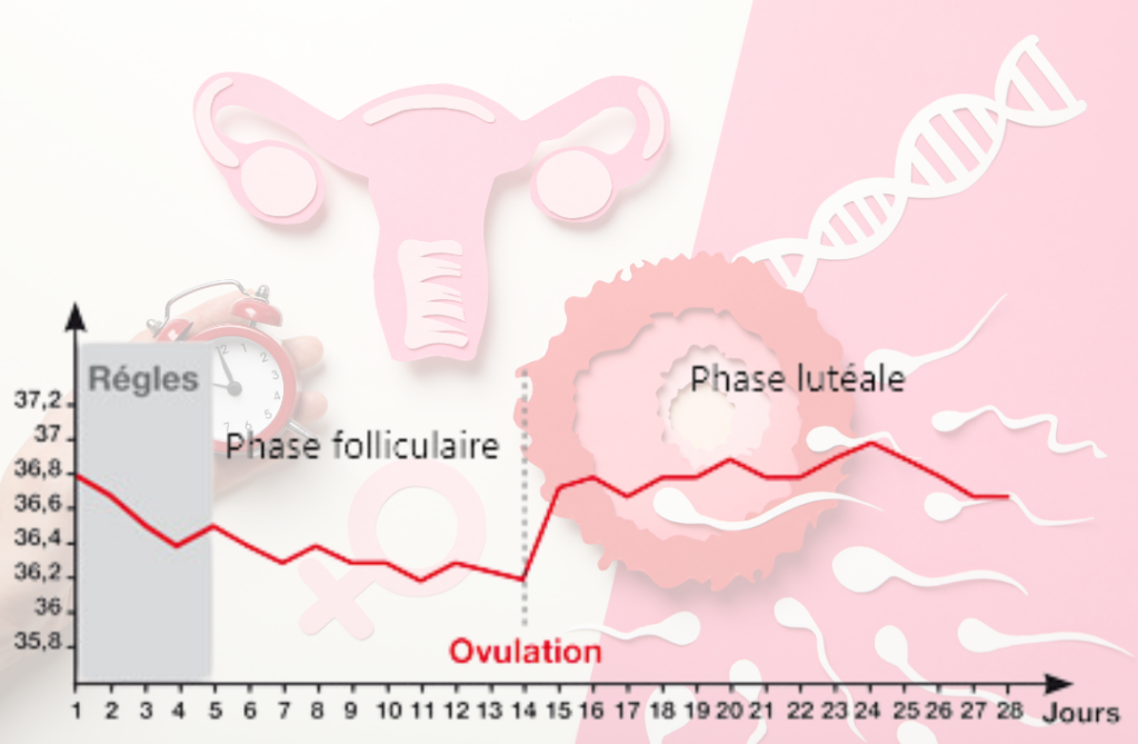 Cycle menstruel