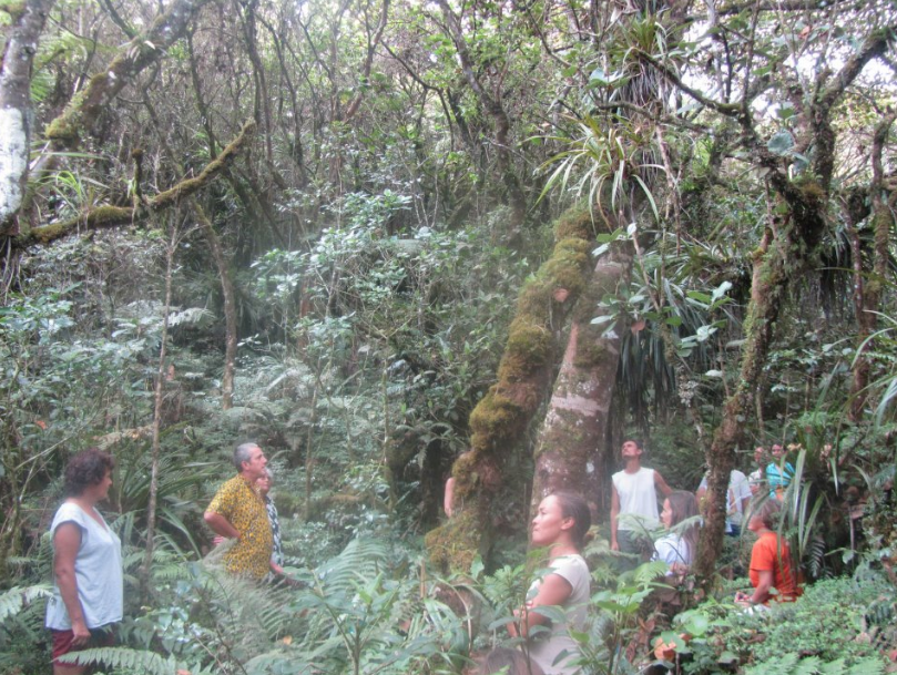 Bain de forêt Sylvothérapie